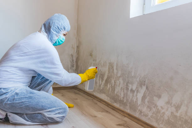 Licensed Black Mold Removal service in Freehold, NJ - WQB Mold Removal