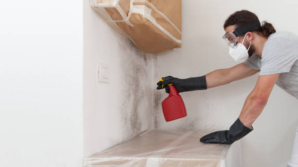 Professional Black Mold Removal technician working in Freehold, NJ