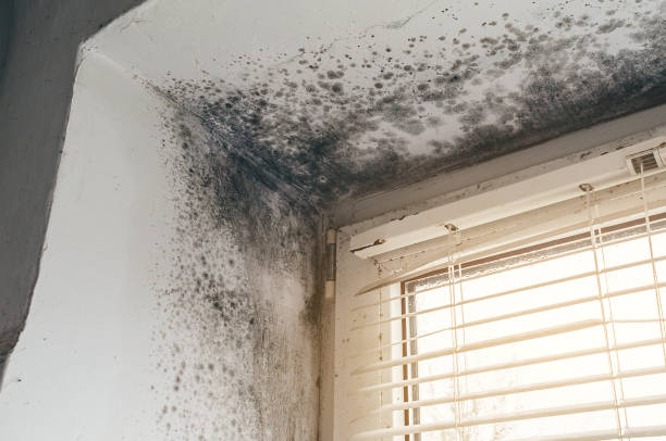 Affordable Black Mold Removal solutions in Freehold, NJ